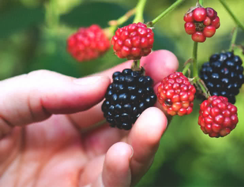 Foraging in August: find food this summer